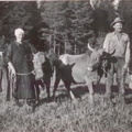 Viidanojat kuljettamassa lehmiä laitumelle