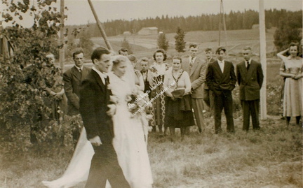 Aulis ja Marja Sunin häät Mustajärvellä 1954