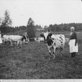 Lehmiä Myllyvainiolla